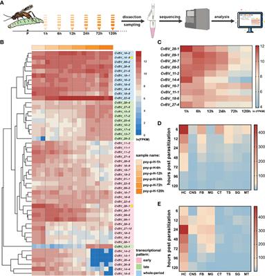 The Dual Functions of a Bracovirus C-Type Lectin in Caterpillar Immune Response Manipulation